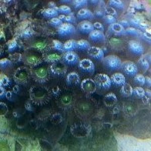 Green button polyp.jpg