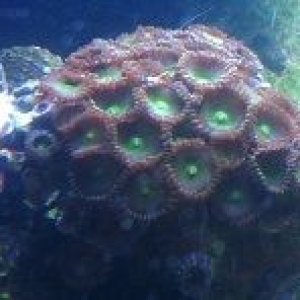 Green polyp 8-8-12.jpg