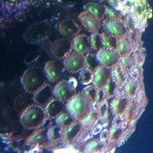 Green button polyp full 8-9-12.jpg