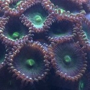 Green polyp close up 8-9-12.jpg