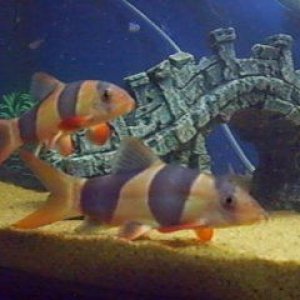 clown loach.jpg