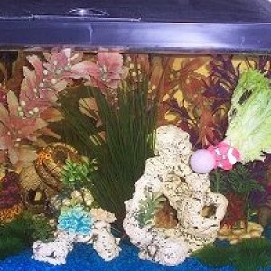 fish tank 2.JPG