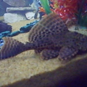 pleco 3.jpg