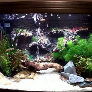 My Fish Tank4.jpg