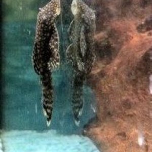 pleco.jpg