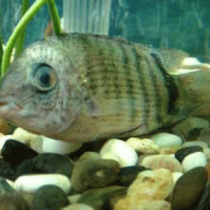 severum.gif