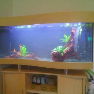 Tank set up.jpg