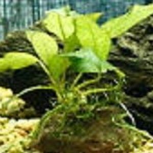 anubias.jpg