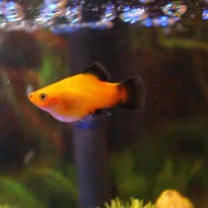 platy- side view- 1.jpg