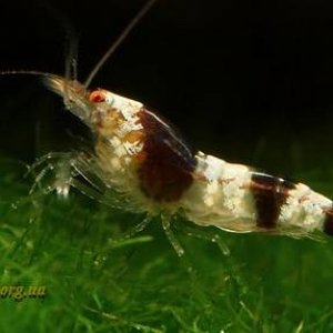 1Caridina_breviata_Hummel3.jpg