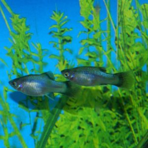 blueplaty.jpg