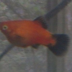 Potential mom 1 (platy).jpg