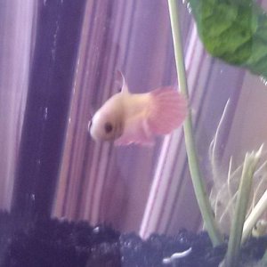 female Betta one.jpg