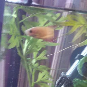 female Betta three.jpg