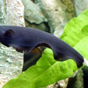 Black-Ghost-Knife-Fish.jpg