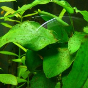 anubias-algae.jpg