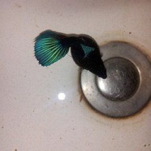 betta 4.jpg