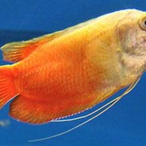 gourami.jpg