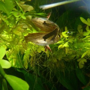 African Butterfly fish.jpg