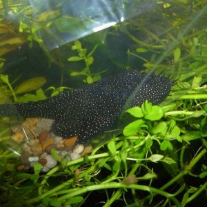 Star Light Bristlenose Pleco.jpg