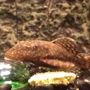 BN pleco.jpeg