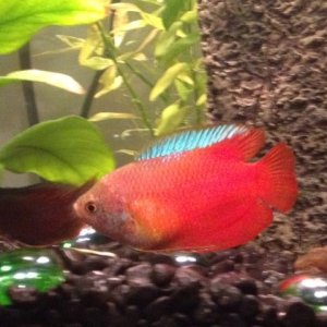 gourami 1.jpeg