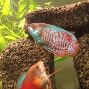 gourami 2.jpeg