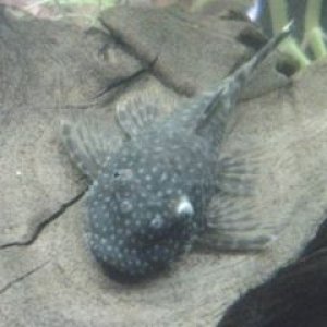 pleco eye 2.jpg