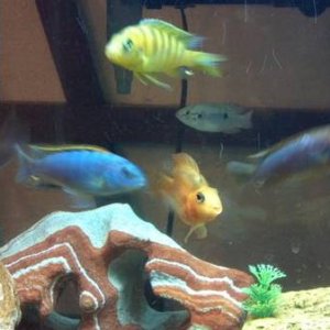 cichlids fish.jpg