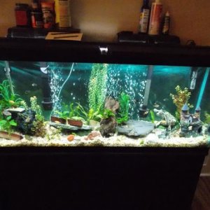 New Tank Light.jpg