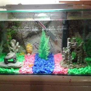 Aquarium Set-up 2 - Copy.jpg