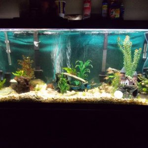 Tank 1-30-2014.jpg