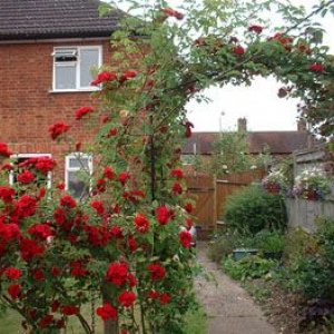 roses_in_garden_3.jpg