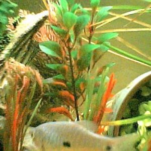 gourami001.jpg