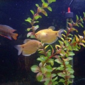 gouramis.jpg