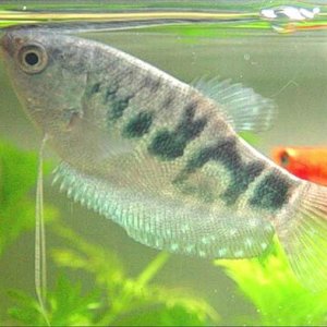 Marble_Gourami_2__Small_.jpg