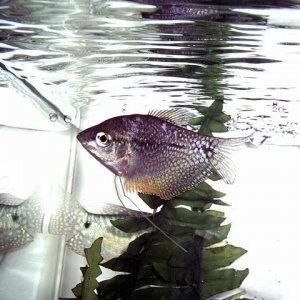 gourami.jpg