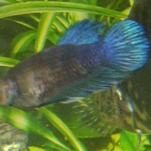 female_betta.jpg