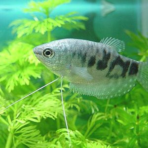 Marble_Gourami.jpg