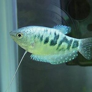 Marble_Gourami_2.JPG