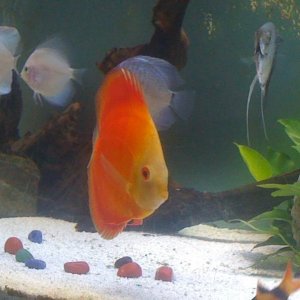 5Discus.jpg