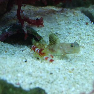 Moby the Goby 2027.jpg