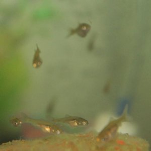 guppy fry?.jpg