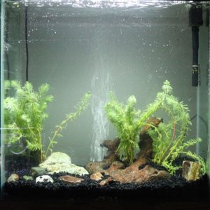 30 gallon tank.jpg