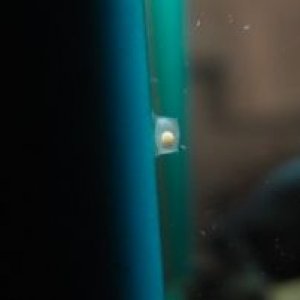 Assassin Snail Egg.JPG