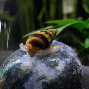 Assassin snail edit.jpg