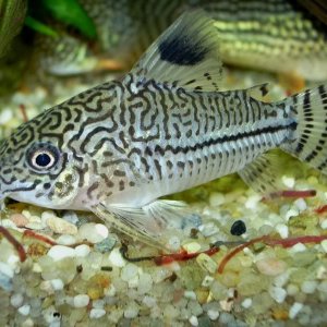 Corydoras trilineatus2.jpg