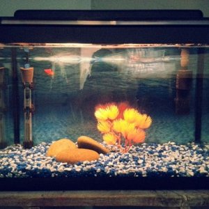 fish tank 1.jpg