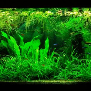 70g Jan 28-14.JPG