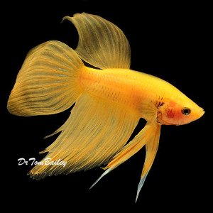 yellow betta.jpg